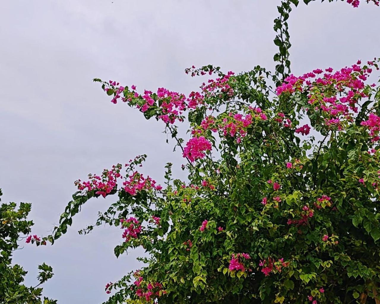 Bougan Villea Retreat Bodufolhudhoo Kültér fotó
